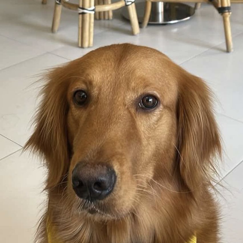 Amber, the Te'Amo café dog, in a yellow coat under the logo